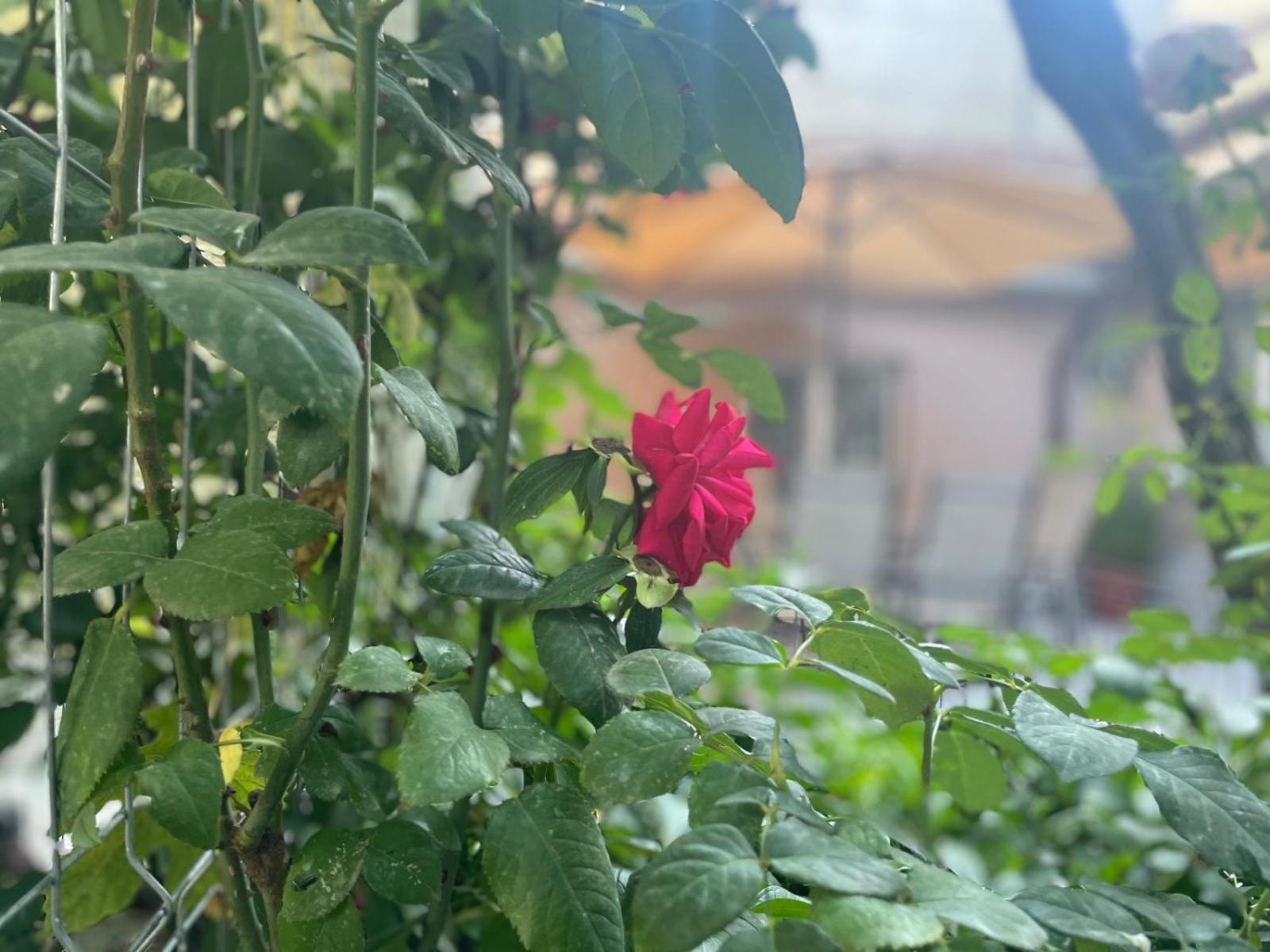 Aminah House Villa คอนสตันซา ภายนอก รูปภาพ